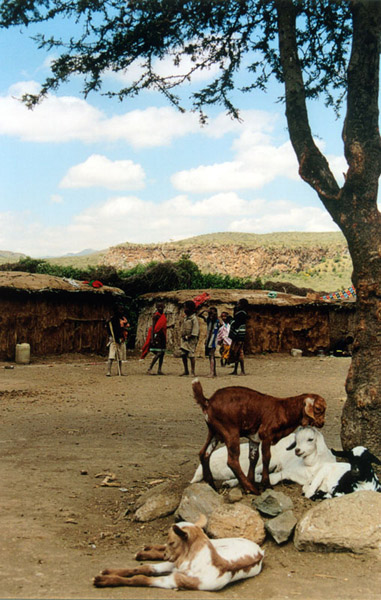 La manyata et les chêvres masai