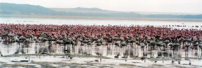 Safari Nakuru flamands de pres sous la pluie