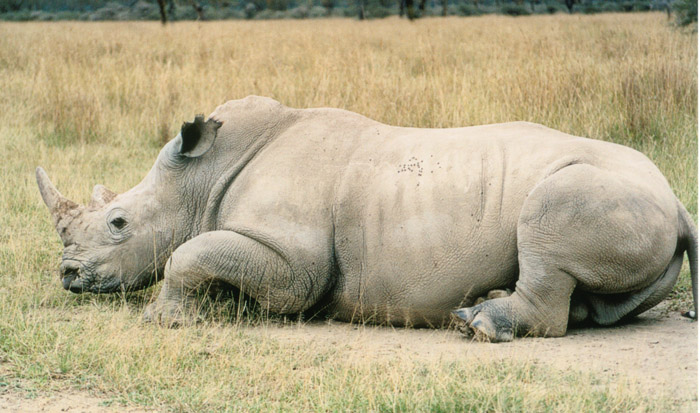 Safari Nakuru le rhino