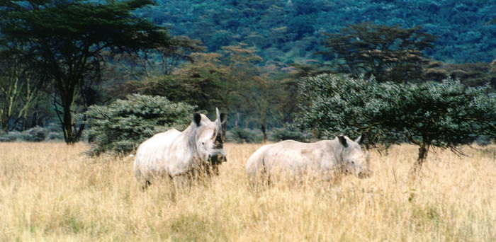 Safari Nakuru les rhinos