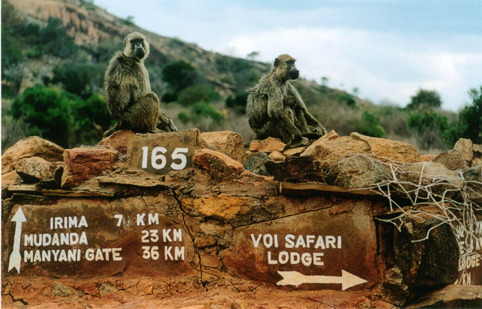 Safari Tsavo Hervé et Thierry