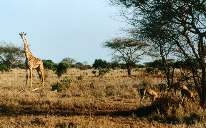 Safari Tsavo la  girafe