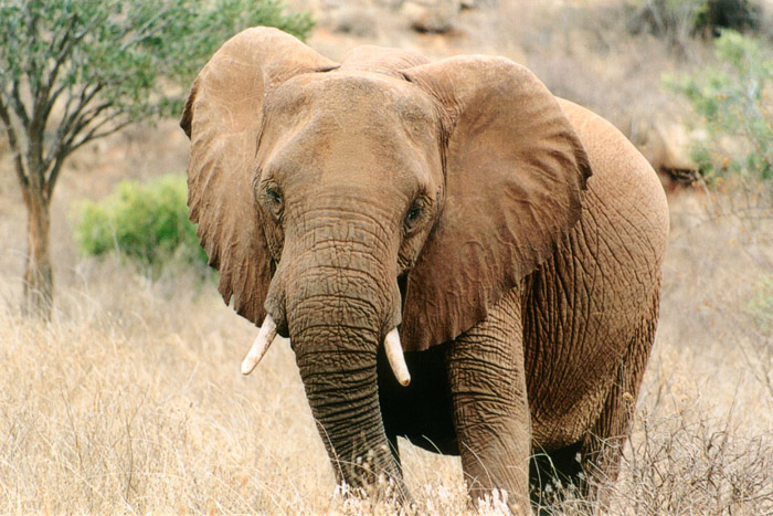 Safari Tsavo le éléphant