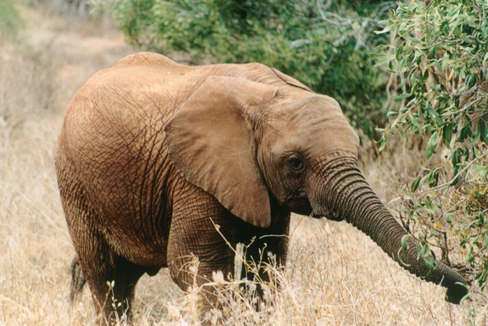 Safari Tsavo le éléphanteau