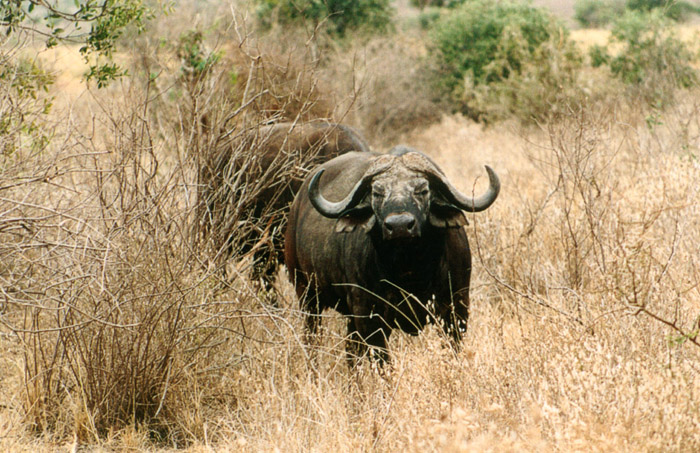 Safari Tsavo le buffle