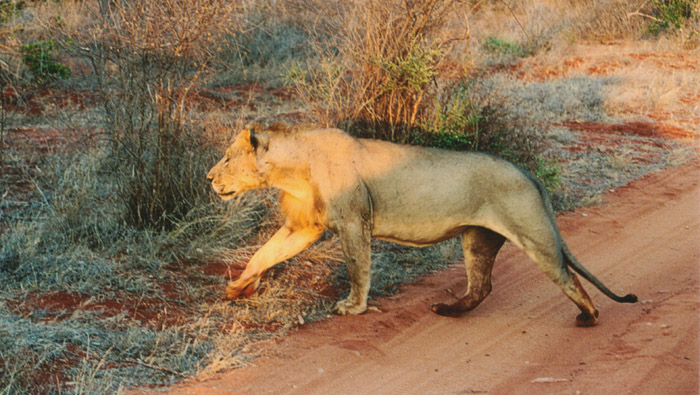 Safari Tsavo le lion qu'il est pres