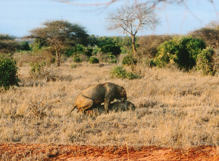 Safari Tsavo le lion qui nique