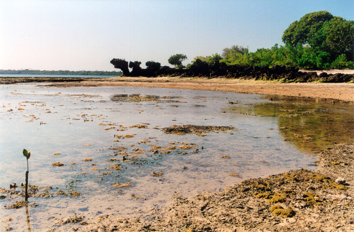 Wasini islands mangrove beach