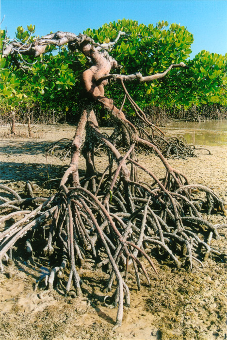 Wasini islands mangrove