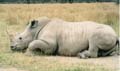 Safari Nakuru le rhino
