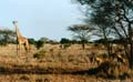 Safari Tsavo la  girafe