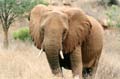 Safari Tsavo le éléphant