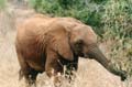 Safari Tsavo le éléphanteau