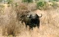 Safari Tsavo le buffle