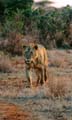 Safari Tsavo le lion qu'il est beau