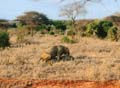 Safari Tsavo le lion qui nique