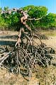 Wasini islands mangrove