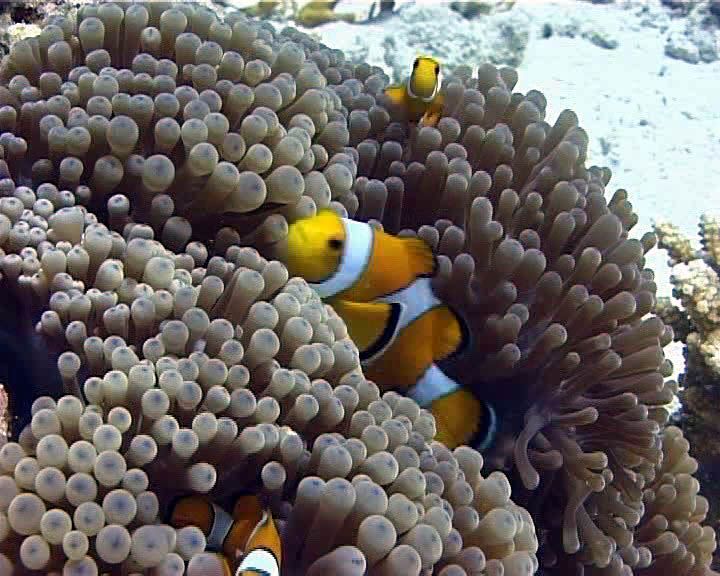 poisson clown01
