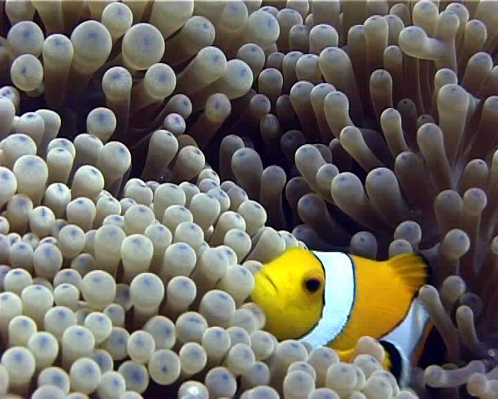 poisson clown02