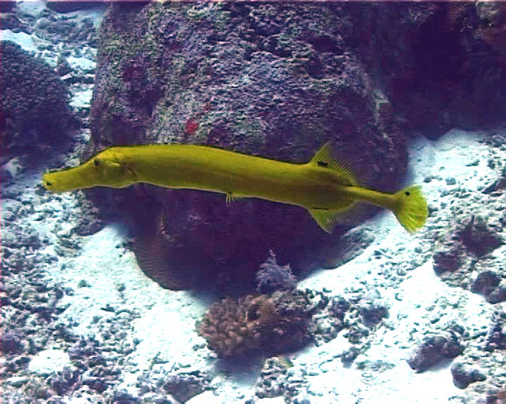 poisson trompette