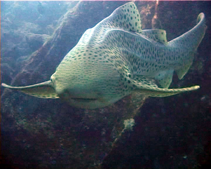 requin leopard01