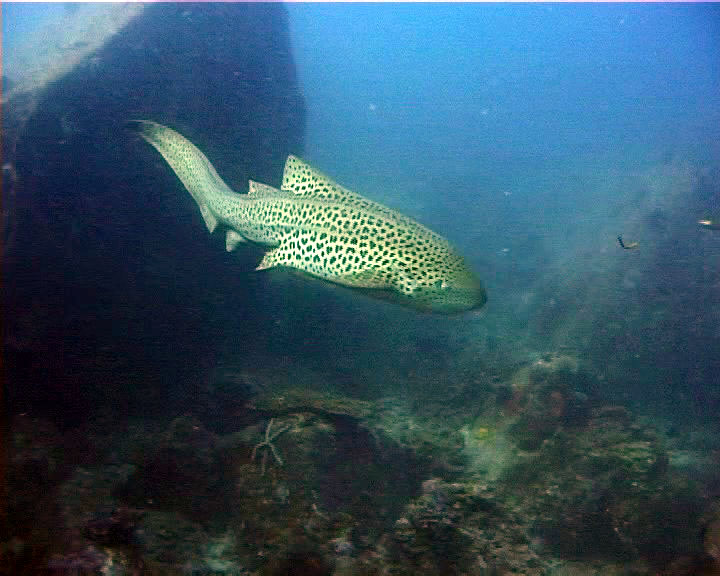 requin leopard02
