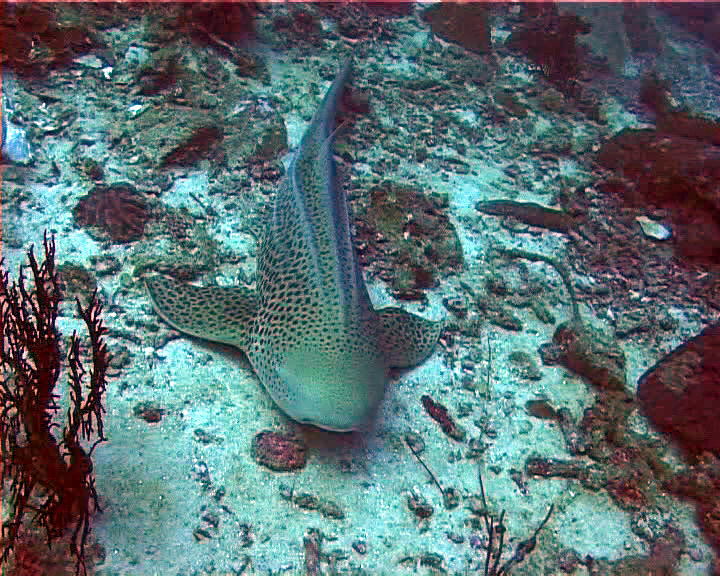 requin leopard03