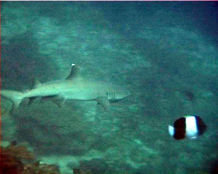 requin pointe blanche