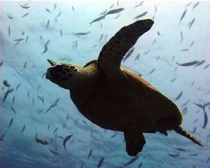 tortue01