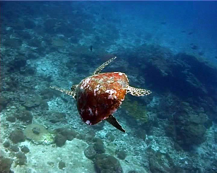 tortue02