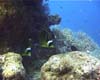 poiss01
