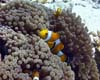 poisson clown01