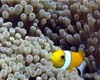 poisson clown02