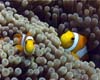 poisson clown03