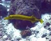 poisson trompette