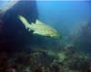 requin leopard02