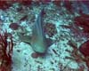 requin leopard03