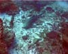 requin leopard04