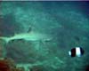 requin pointe blanche