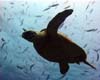 tortue01