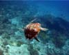 tortue02