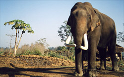 Parc de Chitwan, Clinique d'�l�phant !